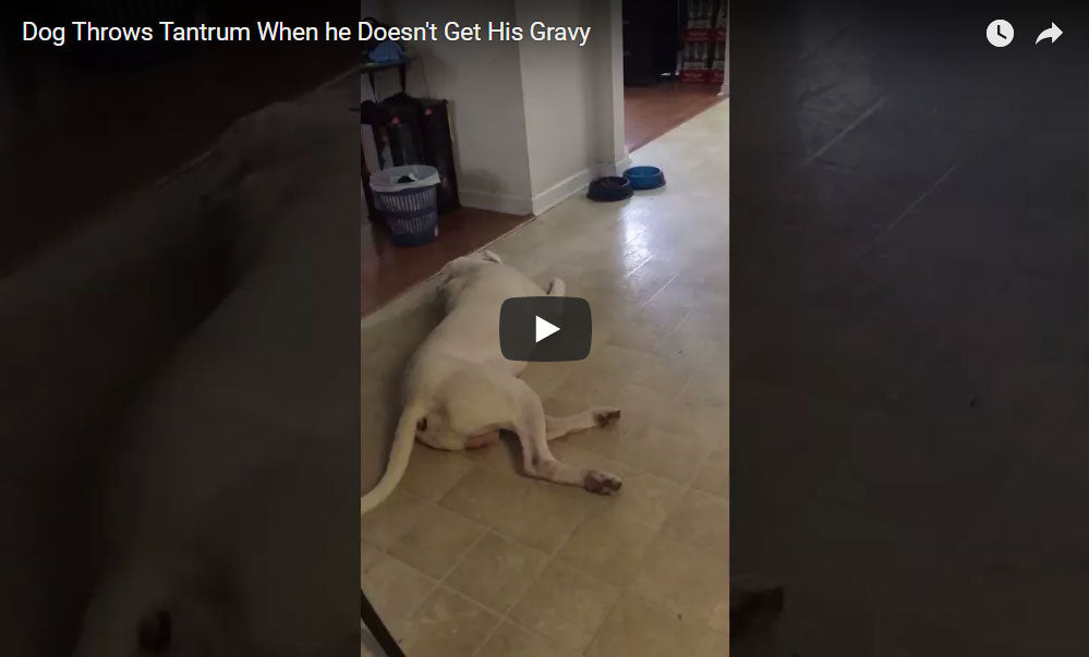 Dog Throws a Tantrum When He Didn't Get His Unusual Request
