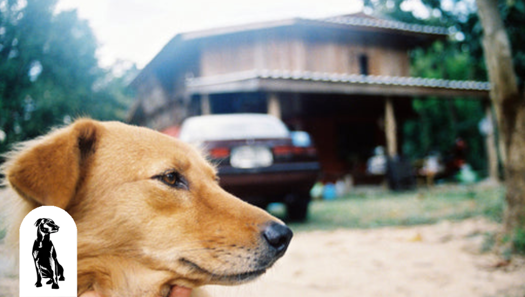 10 Tips To Keep Your Car Clean With a Dog