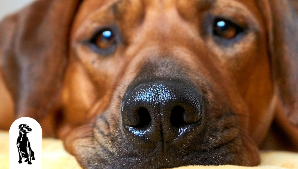 13 Fun Facts About Your Dog’s Sense of Smell