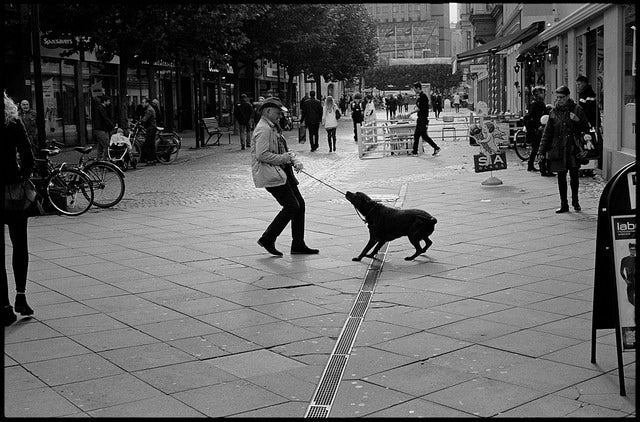 Train Any Dog the Basics with This Simple Trick