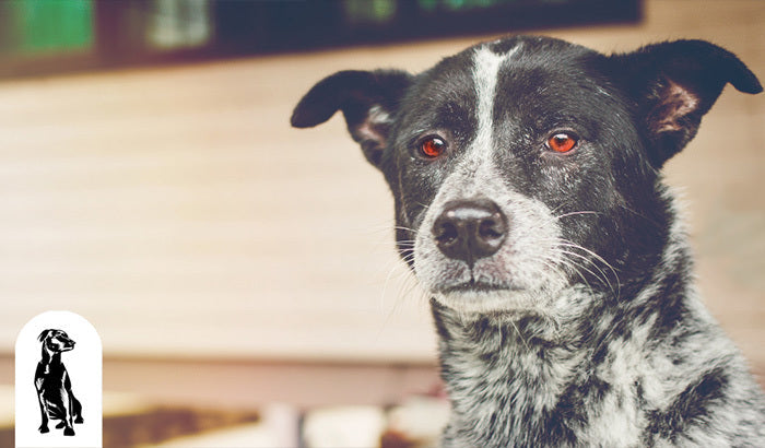 5 Common Side Effects of Dog Eye Drops