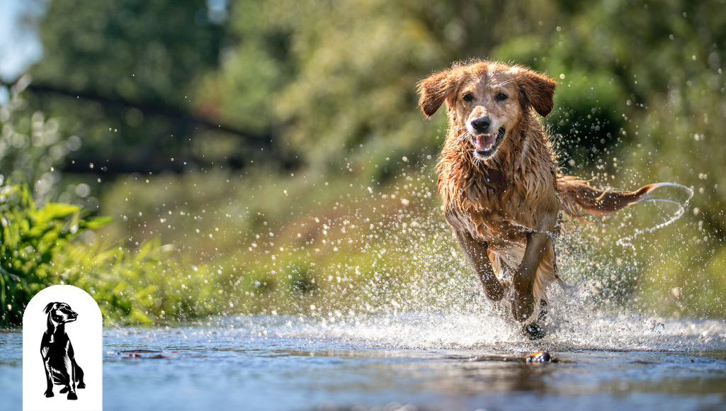 5 Fun Dog-Friendly Activities to Do with Your Dog this Summer