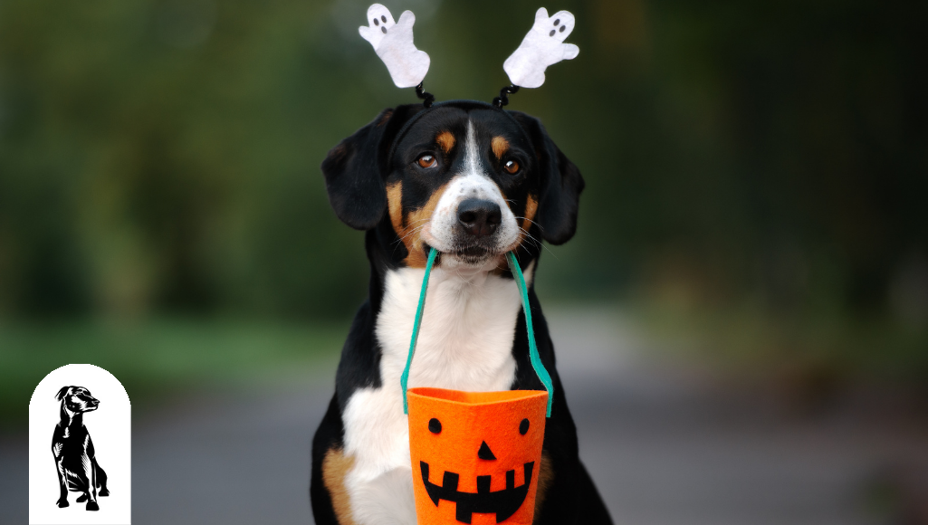 5 Pawsome Matching Halloween Costume Ideas for Dogs and Owners