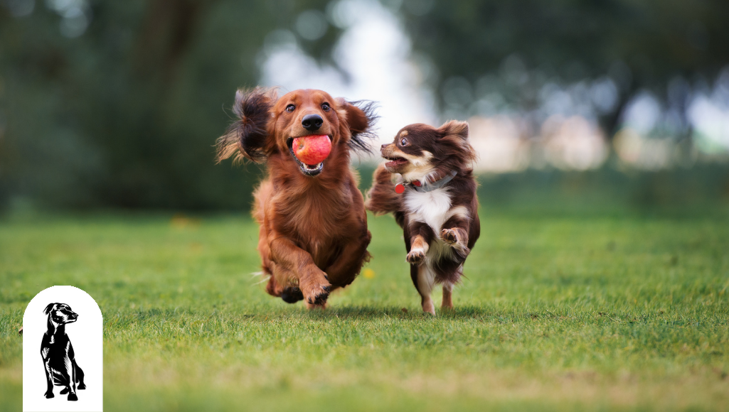 5 Reasons Why Dog Parks Benefit Both Dogs and Humans