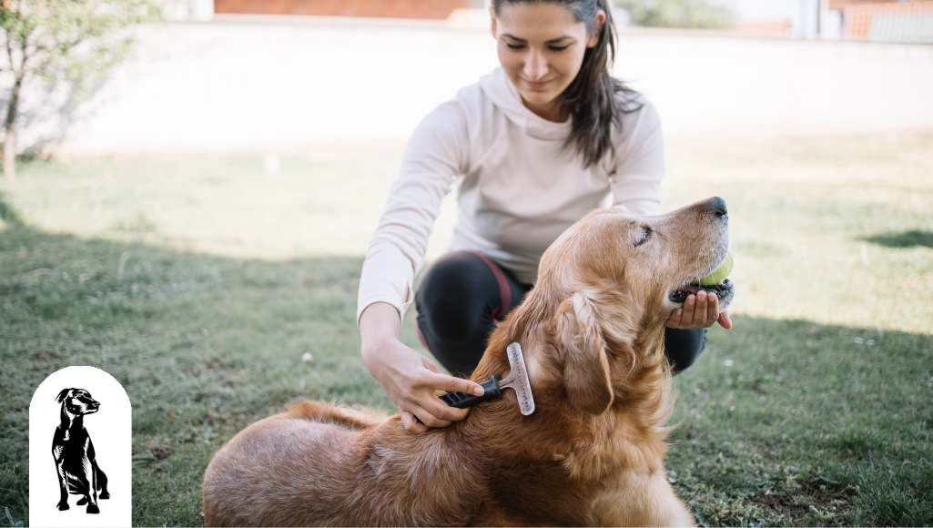 5 Tips to Reduce Excessive Shedding in Dogs