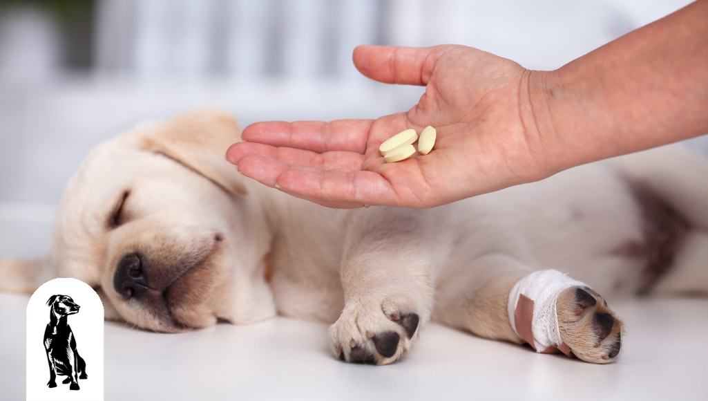 Can You Give Your Dog Medication for Traveling?