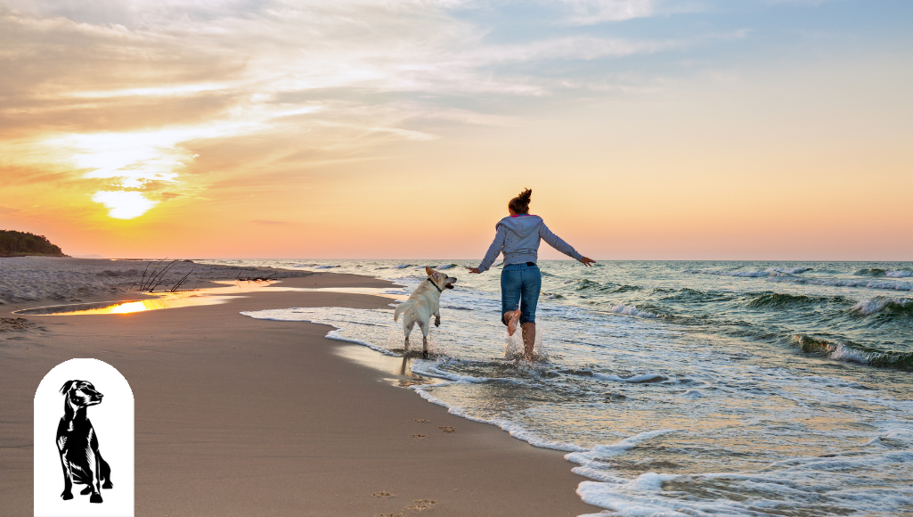 Is Taking Your Dog to the Beach a Good Idea?
