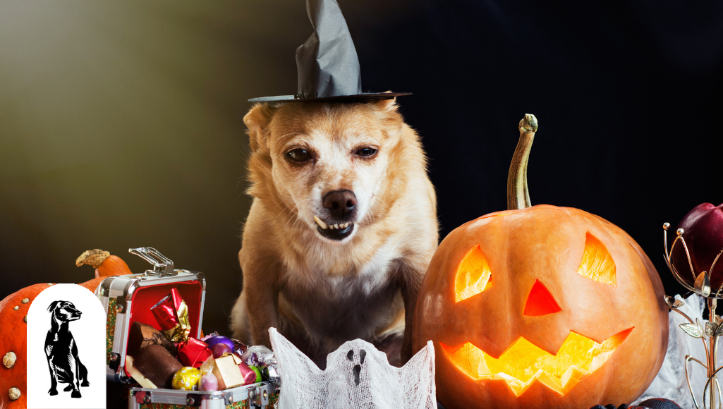 Top Spooky Halloween Treats for Dogs in 2021
