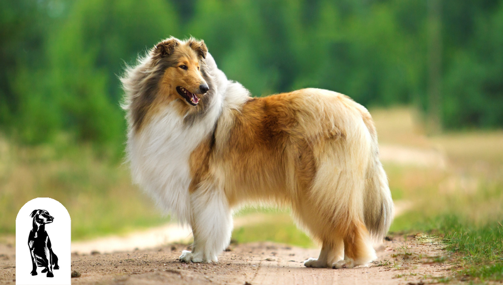Herding dogs top