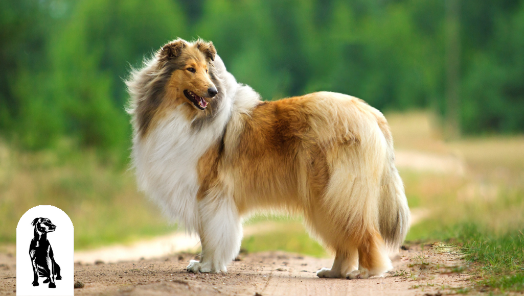 6 Herding Dog Breeds That Make Great House Pets