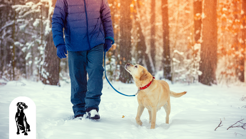 6 Tips to Help Your Dog Overcome the Winter Blues