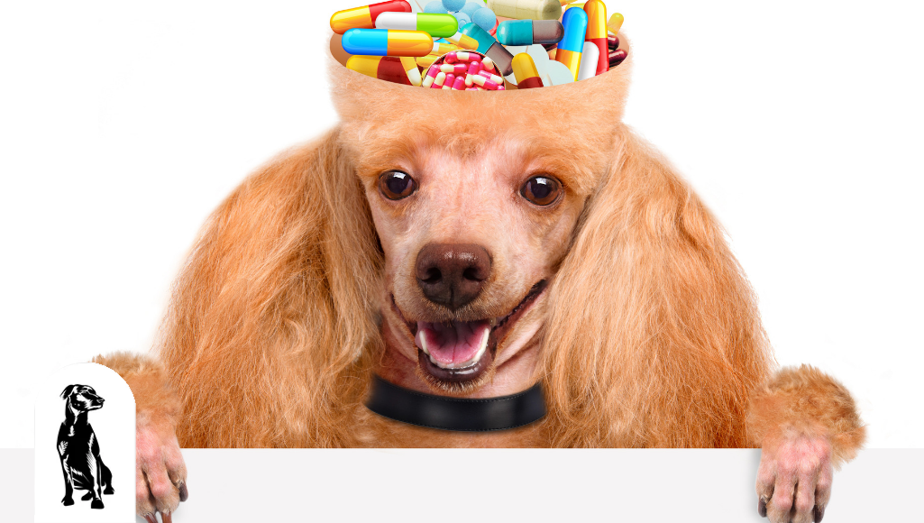 7 Benefits of Giving Your Dog Daily Multivitamins