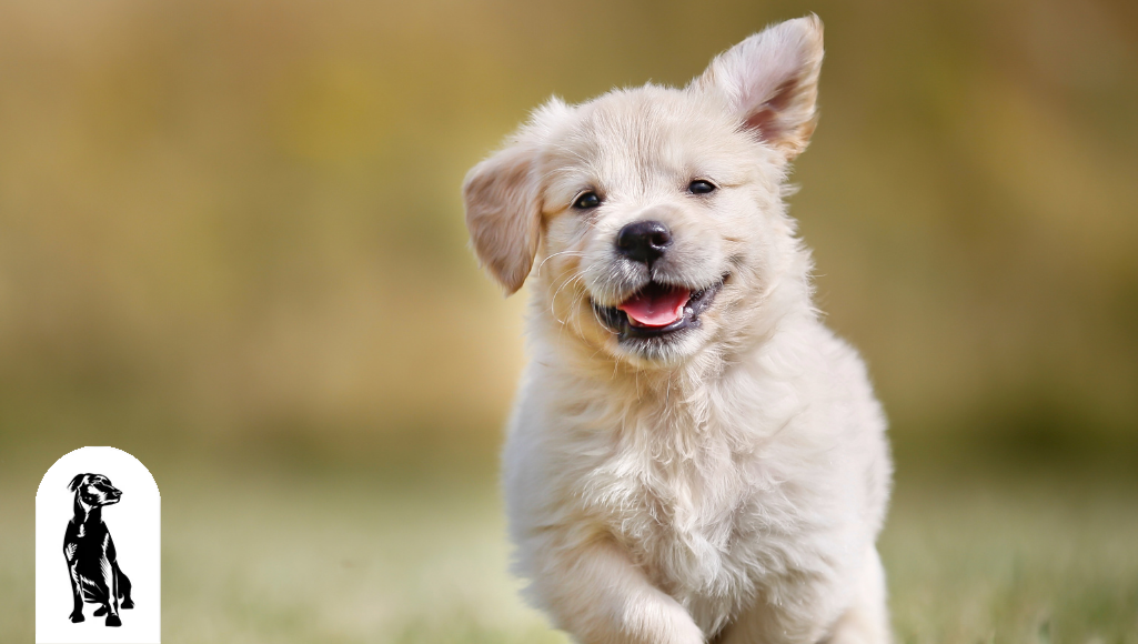 9 Amazing Facts About Puppies You’ve Never Heard