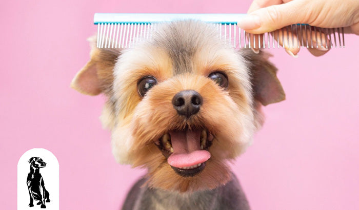Shiny Coats and Happy Tails: Grooming Your Pet Right