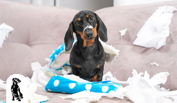 The Ultimate Checklist for Puppy-Proofing Your Living Space