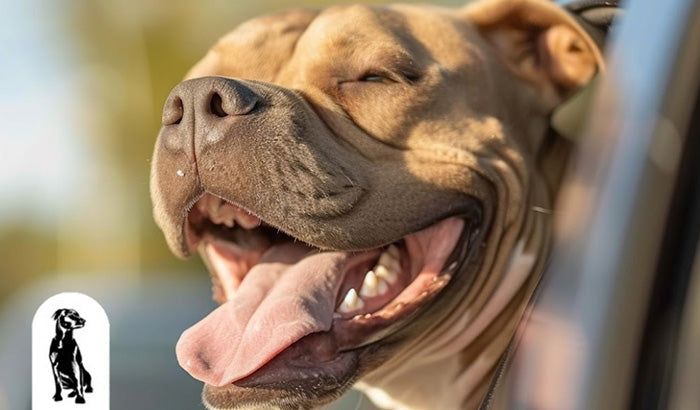 Back Seat, Front Seat, or Cargo Area: Exploring Different Dog Seat Cover Options