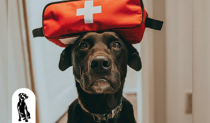 First Aid for Dogs: What Every Pet Owner Should Know