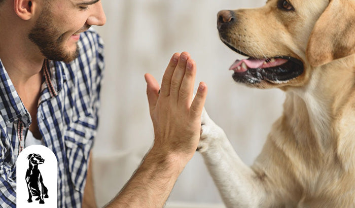 12 Signs of a Healthy Dog: How to Tell if Your Pet is Happy and Well