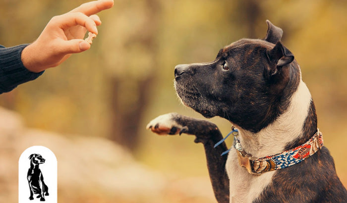 7 Quick Tips for a Well-Behaved Dog