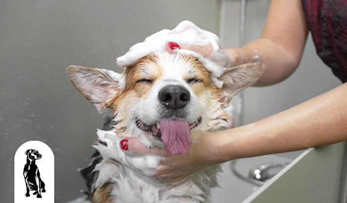 5 Essential Dog Care Tips for Every Pet Parent