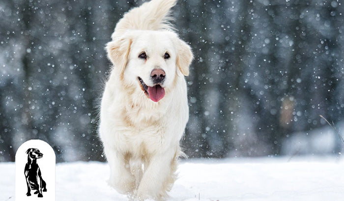 12 Winter Pet Travel Tips