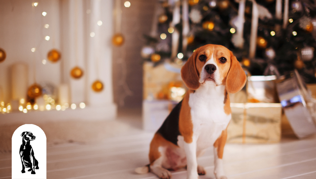 A Christmas Gift Guide for Your Dog