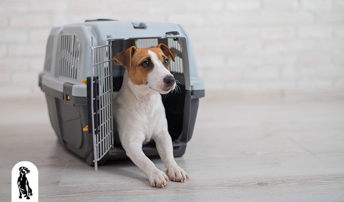 Is Pet Travel Insurance Worth It? The Complete Breakdown
