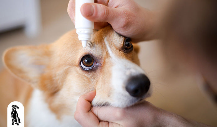 5 Common Side Effects of Dog Eye Drops