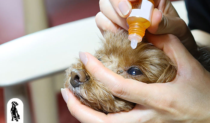 How to Introduce Lanosterol Eye Drops to Your Dog