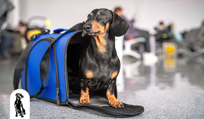 Tips for Choosing a Pet Carrier for Travel