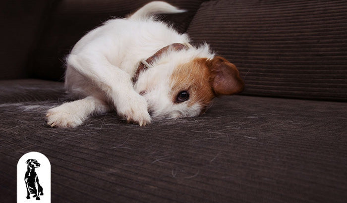 The Ultimate Guide to Pet Hair Removal: Tools, Tips, and Tricks