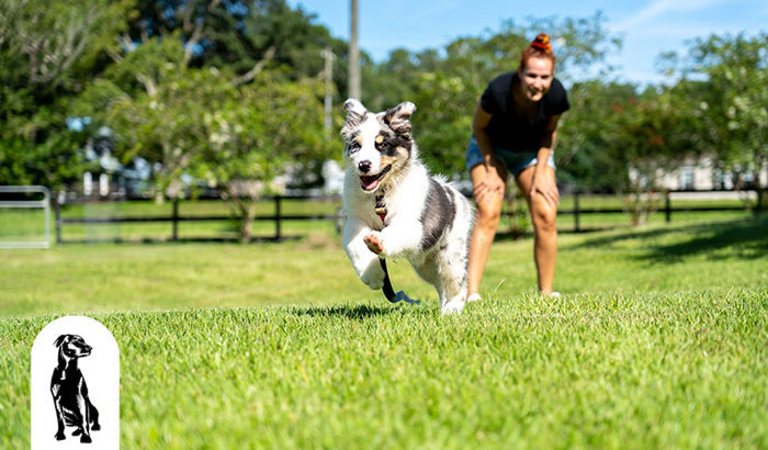 The Benefits of Regular Exercise for Your Pet’s Health