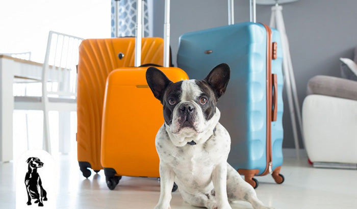 Pet Travel Tips: What to Pack For Your Dog