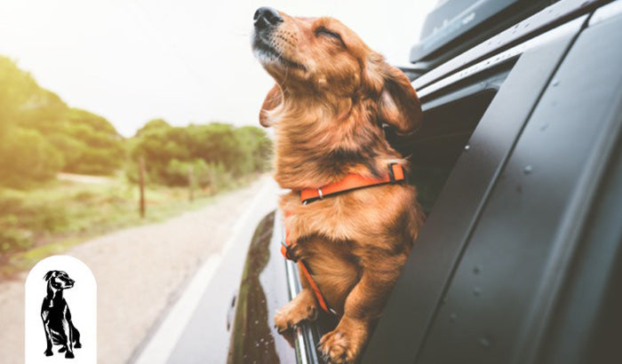 Top 7 Smartphone Apps for Traveling Dog Lovers