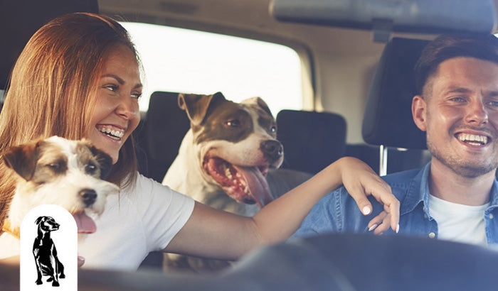 How to Choose the Best Stocking Stuffers for Your Dog