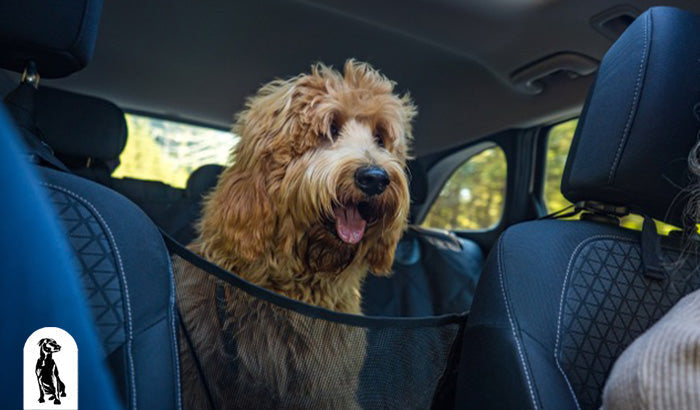 How to Prepare Your Dog for Long Car Trips