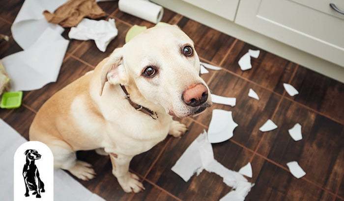 How to Tell If Your Dog Is Stressed