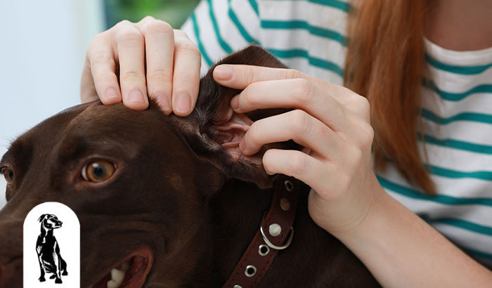 How to Prevent Fleas and Ticks This Spring Season