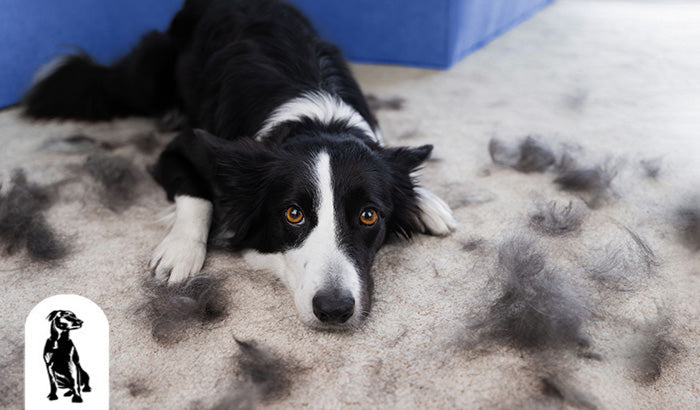 What Dog Breeds Shed the Most?