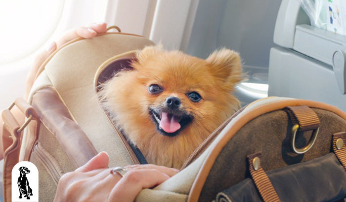 13 Amazing Airline Travel Hacks for Your Dog