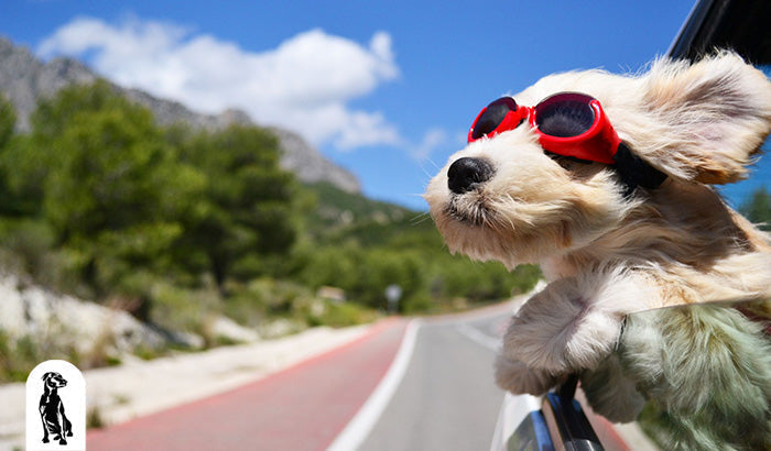 11 Ways to Calm Your Dog During Long Car Rides