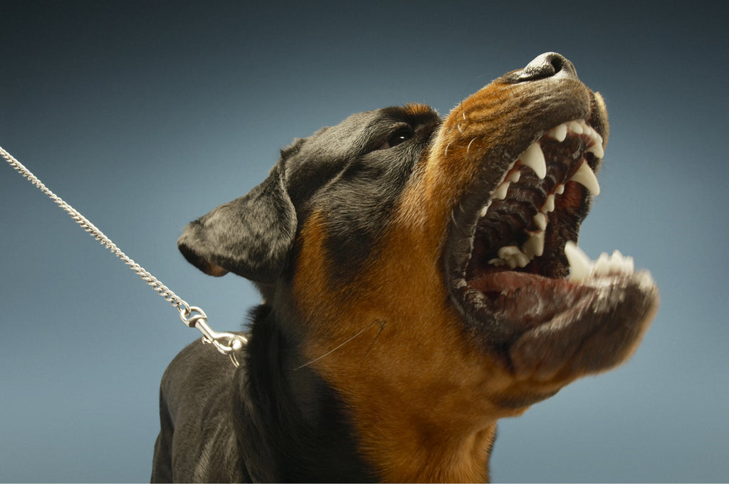 These signs will warn you of an impending dog bite