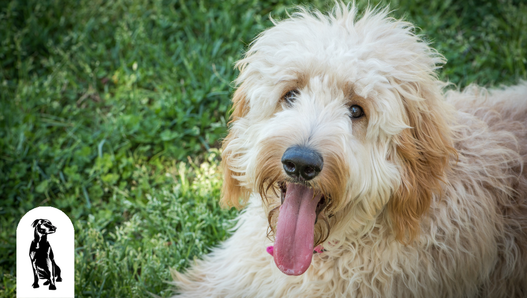 Goldendoodle 2024 temperament friendly