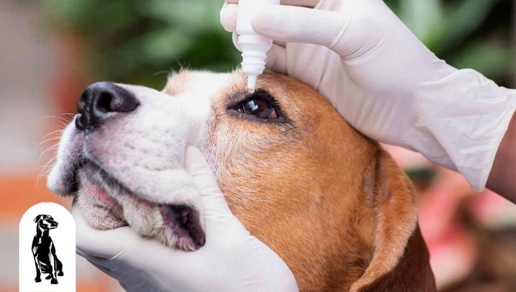 Are Lanosterol Eye Drops Safe for Dogs? Facts & Benefits