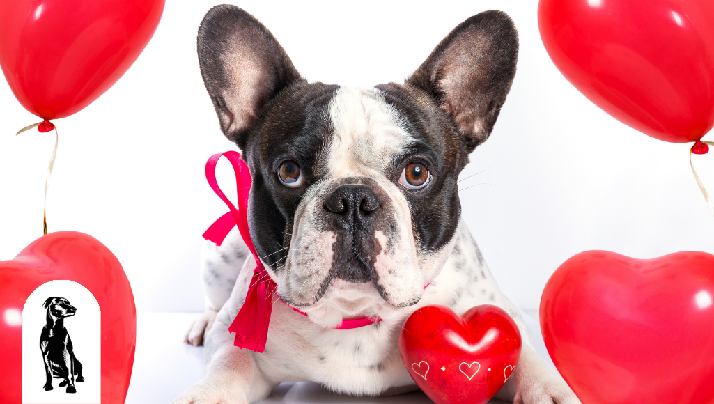 Best Ways to Show Your Dog You Love Them This Valentine’s Day