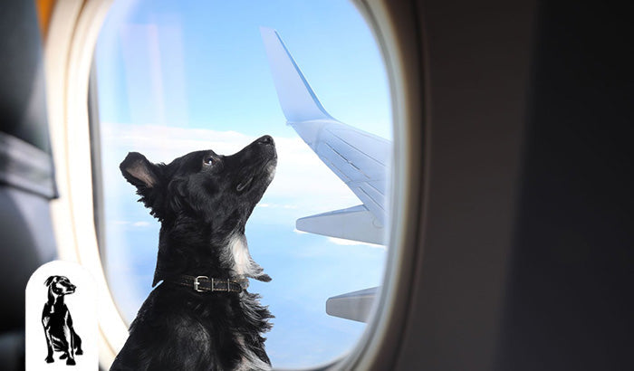 Dog Traveling By Plane? Here Are the Airline Rules