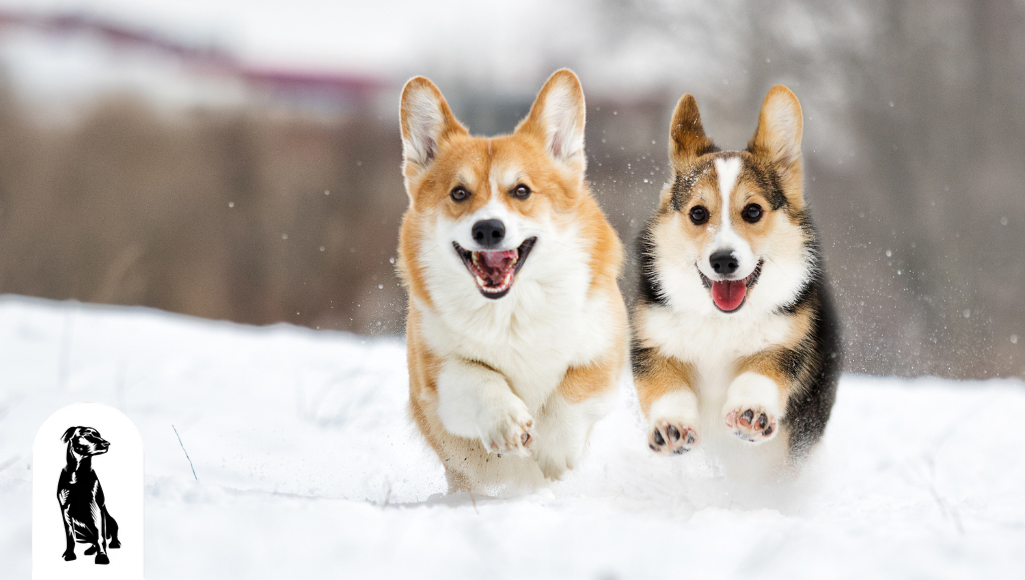 Can Corgis Handle Cold Weather?