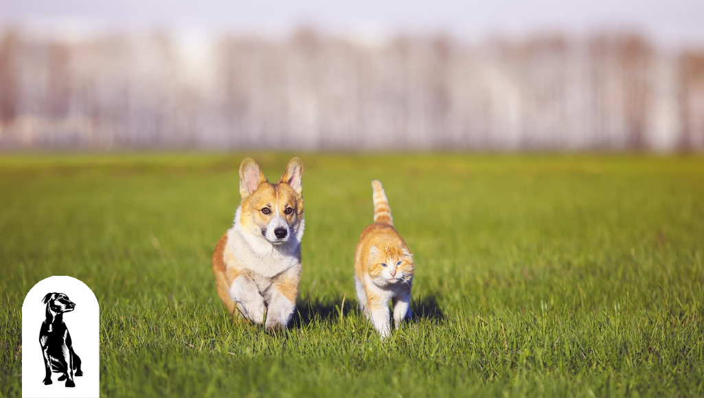 Corgi cat online