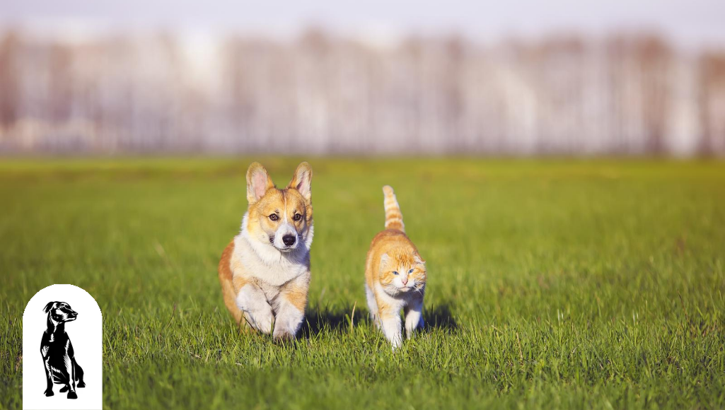 Can Corgis and Cats Get Along?