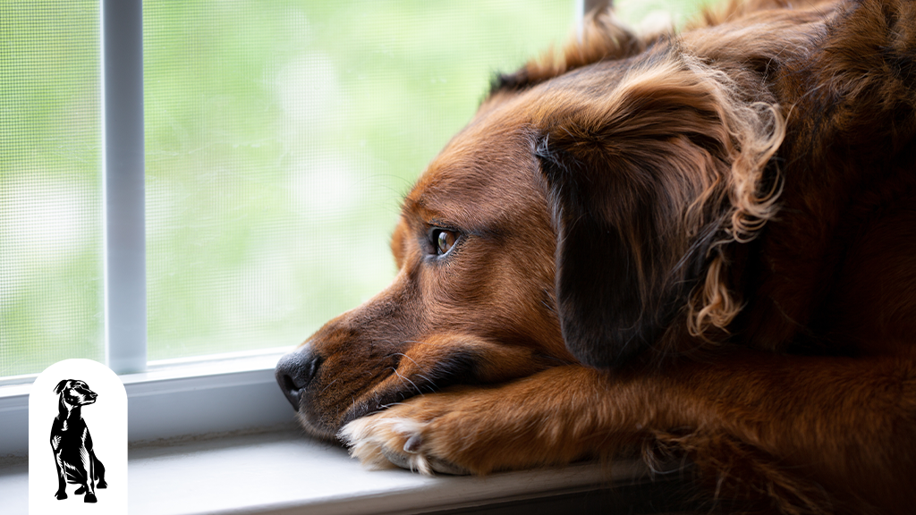 Can Dogs Get SAD? (Seasonal Affective Disorder)